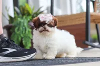 Tabby, a female Shihpoo for sale in Sugarcreek, OH – 5 of 7