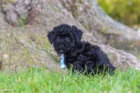 Cookie, a male Maltipoo for sale in Sugarcreek, OH – 5 of 6