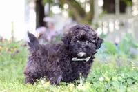 Troy, a male Shihpoo for sale in Sugarcreek, OH – 3 of 6