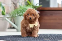Keith, a male Maltipoo for sale in Sugarcreek, OH – 4 of 9