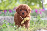 Jance, a male Poodle - Miniature  for sale in Sugarcreek, OH – 6 of 10