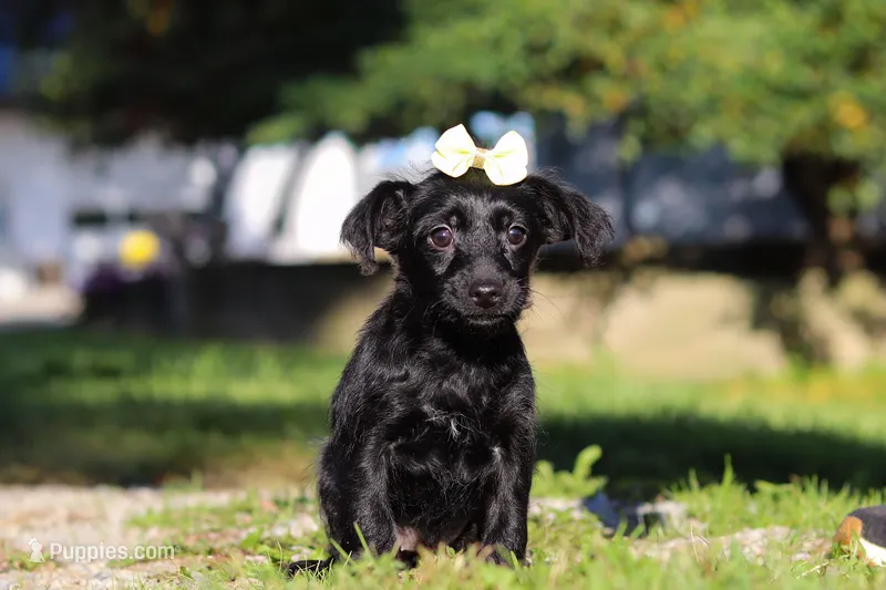 Pansy – Yorkipoo puppy for sale in Sugarcreek, OH