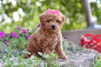 Janika, a female Poodle - Miniature  for sale in Sugarcreek, OH – 8 of 10