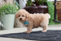 Kenny, a male Maltipoo for sale in Sugarcreek, OH – 3 of 7