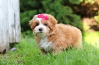 Jewel , a female Maltipoo for sale in Sugarcreek, OH – 3 of 5