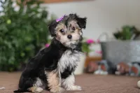 Tina, a female Morkie for sale in Sugarcreek, OH – Photo 4 of 5