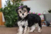 Tina, a female Morkie for sale in Sugarcreek, OH – Photo 1 of 5