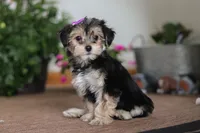 Tina, a female Morkie for sale in Sugarcreek, OH – Photo 3 of 5