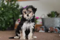 Tina, a female Morkie for sale in Sugarcreek, OH – Photo 2 of 5