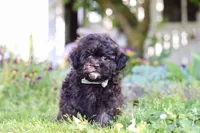 Troy, a male Shihpoo for sale in Sugarcreek, OH – 2 of 6
