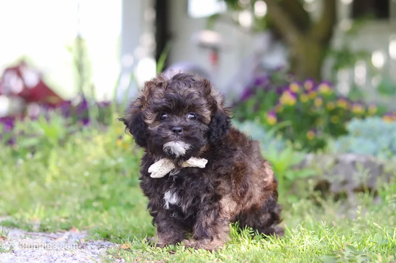 Tyler – Shihpoo puppy for sale in Sugarcreek, OH