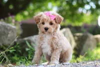 Peanut, a female Maltipoo for sale in Sugarcreek, OH – 3 of 9