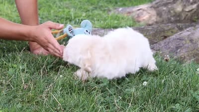 Marshmelllow, a male Maltipoo for sale in Sugarcreek, OH – 7 of 7