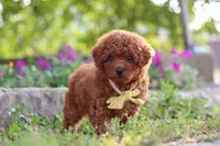 Jance, a male Poodle - Miniature  for sale in Sugarcreek, OH – 8 of 10