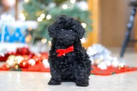 Buddy, a male Poodle - Miniature  for sale in Sugarcreek, OH – Photo 3 of 5