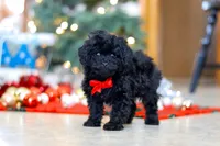 Buddy, a male Poodle - Miniature  for sale in Sugarcreek, OH – Photo 1 of 5