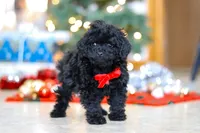 Buddy, a male Poodle - Miniature  for sale in Sugarcreek, OH – Photo 5 of 5