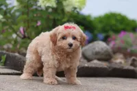 Nellie, a female Maltipoo for sale in Sugarcreek, OH – 7 of 8