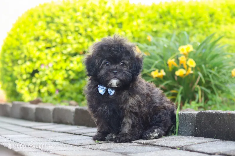 Troy – Shihpoo puppy for sale in Sugarcreek, OH