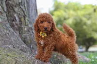 Bo , a male Poodle - Miniature  for sale in Sugarcreek, OH – 2 of 8