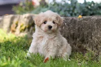 Piper, a male Maltipoo for sale in Sugarcreek, OH – 2 of 9