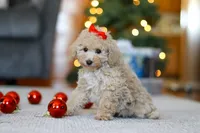 Betsy, a female Poodle - Miniature  for sale in Sugarcreek, OH – Photo 2 of 4