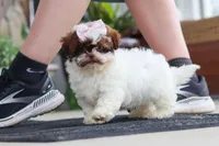 Tabby, a female Shihpoo for sale in Sugarcreek, OH – 3 of 7