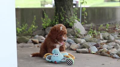 Brenda, a female Poodle - Miniature  for sale in Sugarcreek, OH – 6 of 6
