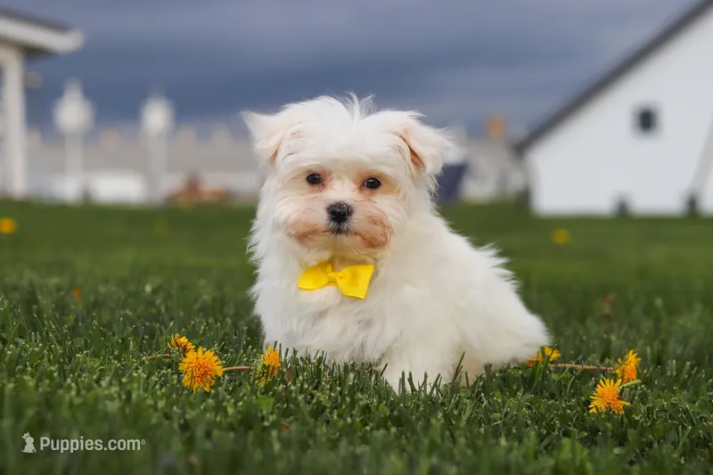Jeriah – Maltese puppy for sale in Sugarcreek, OH