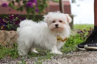 Jeriah, a male Maltese for sale in Sugarcreek, OH – 3 of 5