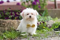 Jeriah, a male Maltese for sale in Sugarcreek, OH – 5 of 5