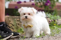 Jeriah, a male Maltese for sale in Sugarcreek, OH – 4 of 5