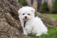 Jeriah, a male Maltese for sale in Sugarcreek, OH – Photo 7 of 8