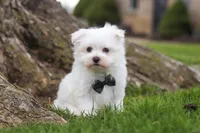 Jeriah, a male Maltese for sale in Sugarcreek, OH – Photo 2 of 8