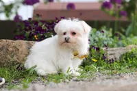 Jeriah, a male Maltese for sale in Sugarcreek, OH – 2 of 5