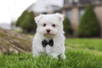 Jeriah, a male Maltese for sale in Sugarcreek, OH – Photo 1 of 8