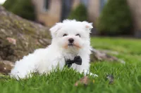 Jeriah, a male Maltese for sale in Sugarcreek, OH – Photo 8 of 8