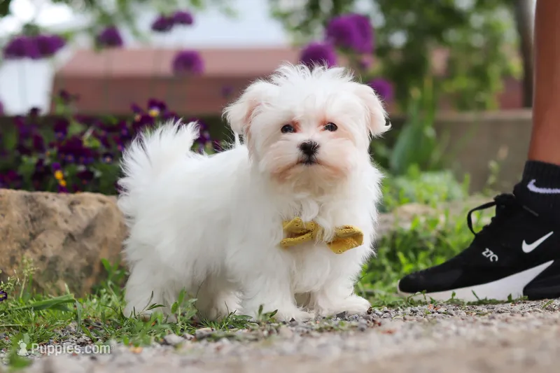 Jeriah – Maltese puppy on hold in Sugarcreek, OH