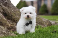 Jeriah, a male Maltese for sale in Sugarcreek, OH – Photo 5 of 8