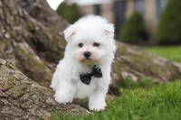 Jeriah, a male Maltese for sale in Sugarcreek, OH – Photo 6 of 8