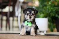 Travis, a male Morkie for sale in Sugarcreek, OH – Photo 2 of 7
