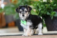 Travis, a male Morkie for sale in Sugarcreek, OH – Photo 7 of 7