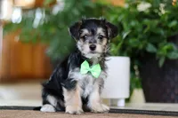 Travis, a male Morkie for sale in Sugarcreek, OH – Photo 4 of 7