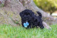 Cookie, a male Maltipoo for sale in Sugarcreek, OH – 3 of 6