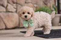 Karl, a male Maltipoo for sale in Sugarcreek, OH – 4 of 8