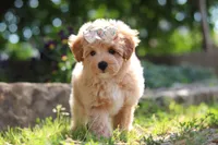 Posie , a female Maltipoo for sale in Sugarcreek, OH – 6 of 9