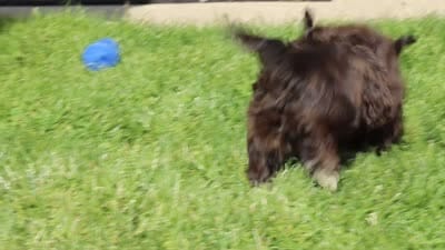Terry, a female Shihpoo for sale in Sugarcreek, OH – 6 of 6