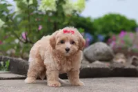 Nellie, a female Maltipoo for sale in Sugarcreek, OH – 4 of 8