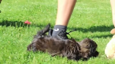 Tristan, a male Shihpoo for sale in Sugarcreek, OH – 6 of 6