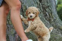 Brunco, a male Poodle - Miniature  for sale in Sugarcreek, OH – 6 of 8